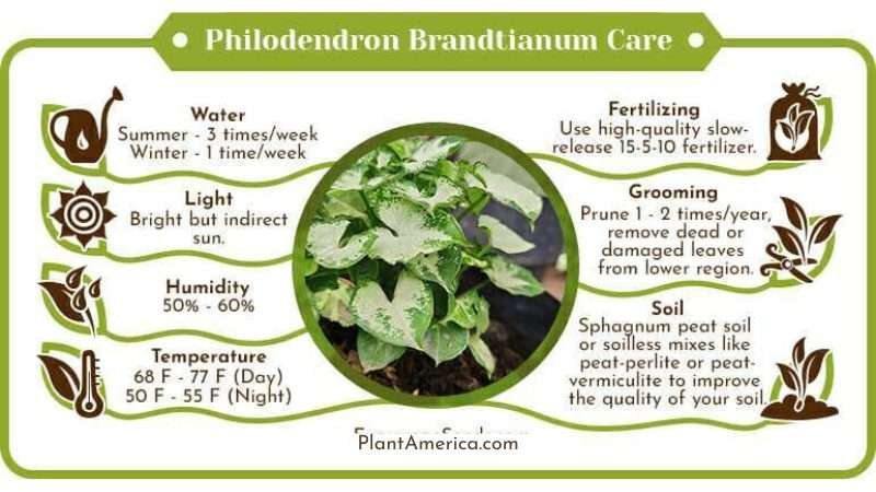 Philodendron Brandtianum Care Infographic Plant America 1 Pothos vs Philodendron: Identifying the Differences for Successful Gardening