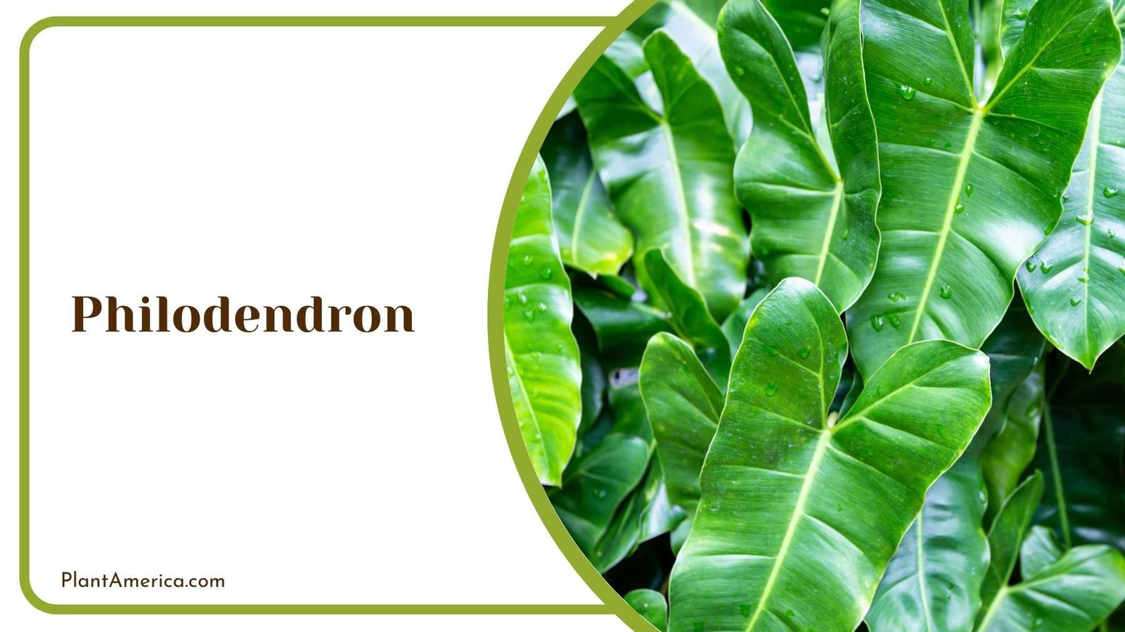 Philodendron Closer Look Plant America