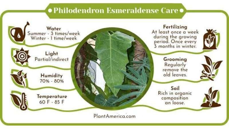 Philodendron Esmeraldense Care Infographic Plant America Philodendron Esmeraldense: The Most Comprehensive Guide So Far