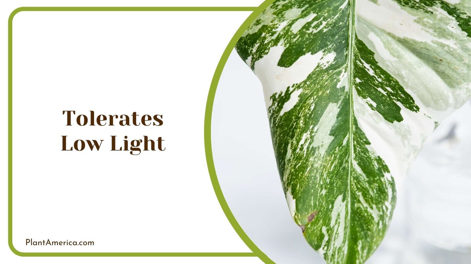 Philodendron Foliage Under Low Light Plant America