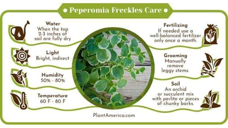 Philodendron Freckles Ghost Care Infographic Plant America Peperomia Freckles: Care for the Dark-Leaved Plant With Light Freckles