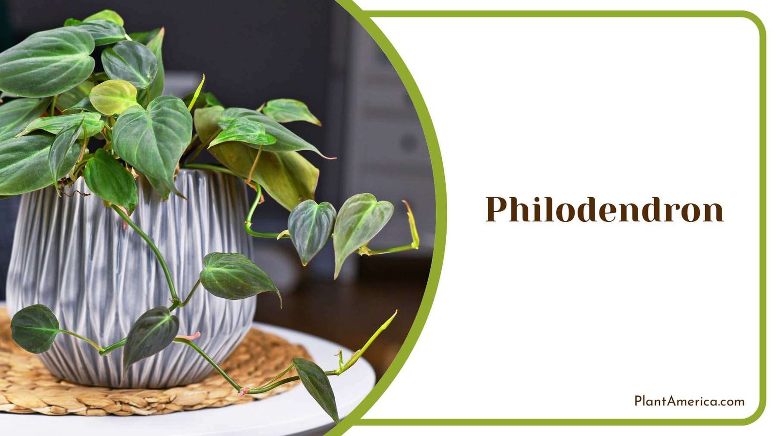 Philodendron Green Leaves In Pot Plant America