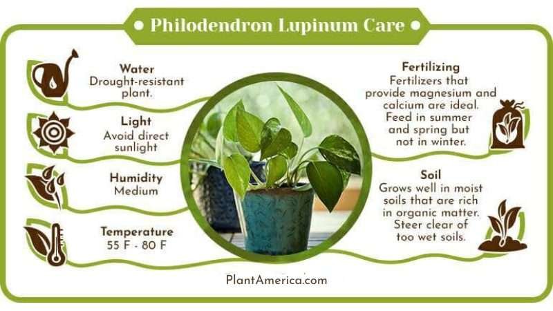Philodendron Lupinum Care Infographic Plant America Philodendron Lupinum: Nurturing the Ever-Changing, Climbing Philodendron