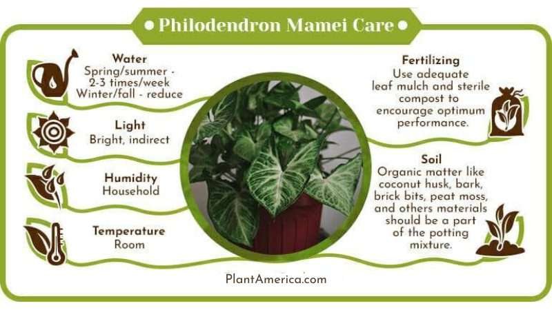 Philodendron Mamei Care Infographic Plant America Philodendron Mamei Care Guide: Beautiful Tropical Perennial
