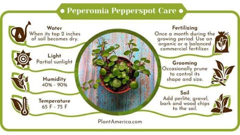 Philodendron Pepperspot Care Infographic Plant America Peperomia Pepperspot: The Succulent With Pretty Little Leaves