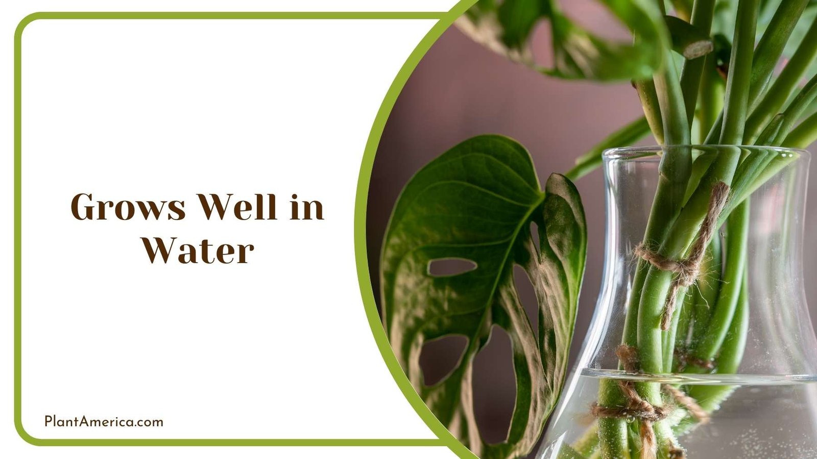 Philodendron Plant In a Water Jar Plant America