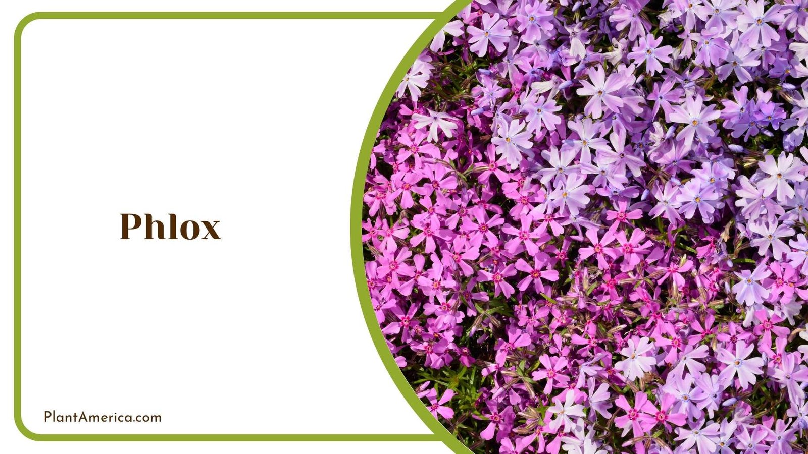 Phlox Close Up Plant America