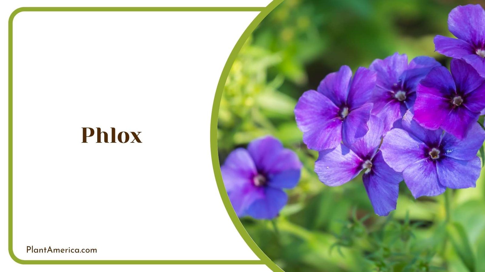 Phlox Plant On a Garden Plant America