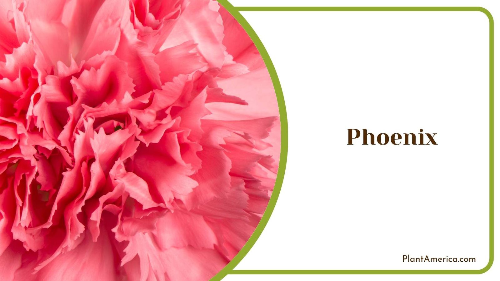 Phoenix Flowers Plant America