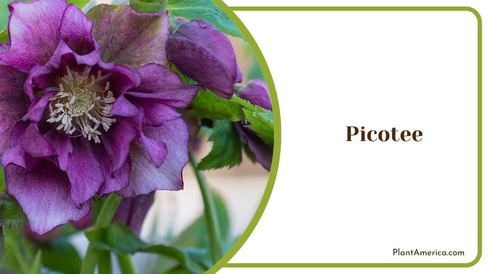 Picotee Plant Plant America