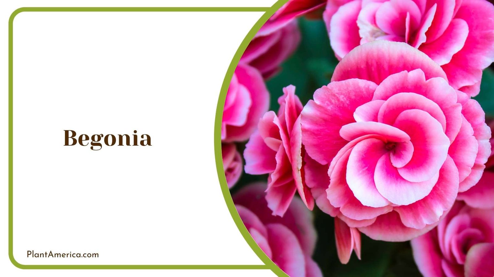 Picture Of A Begonia Plant America