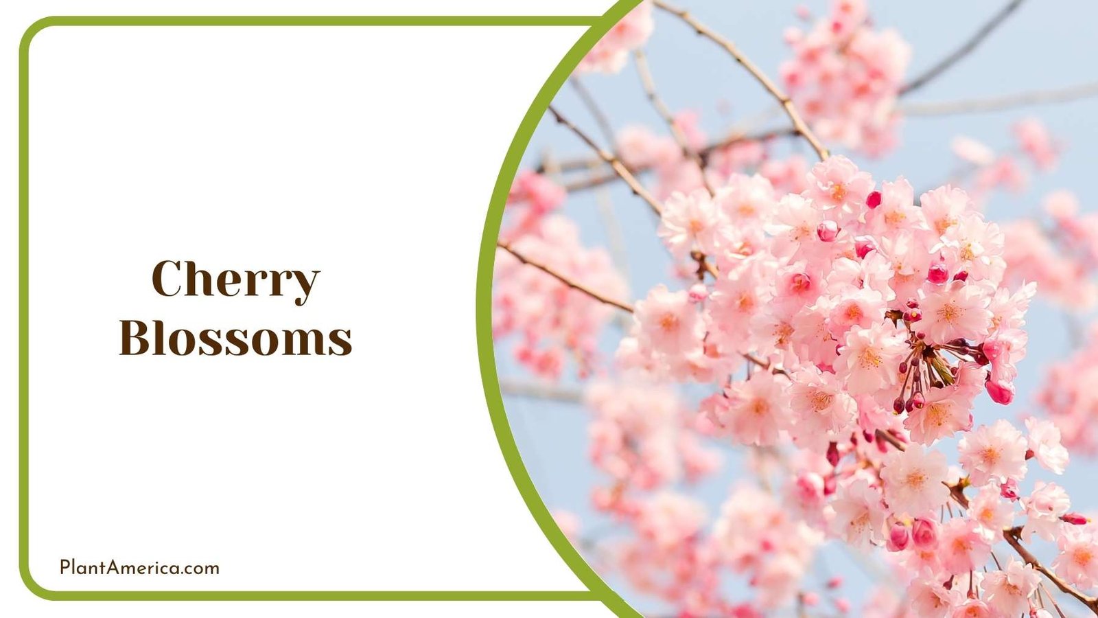 Picture Of A Cherry Blossoms Plant America