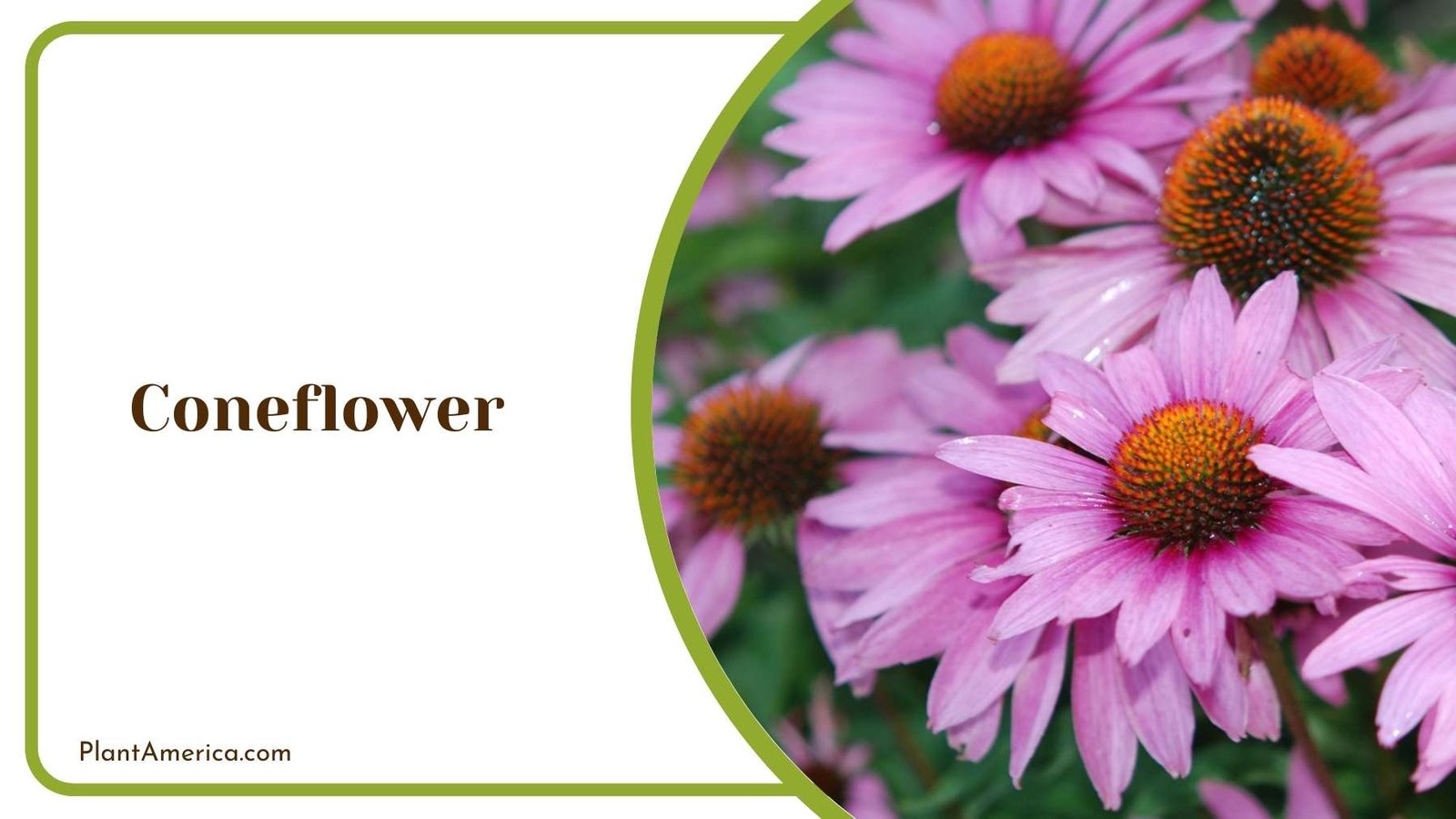 Picture Of A Coneflower Plant America