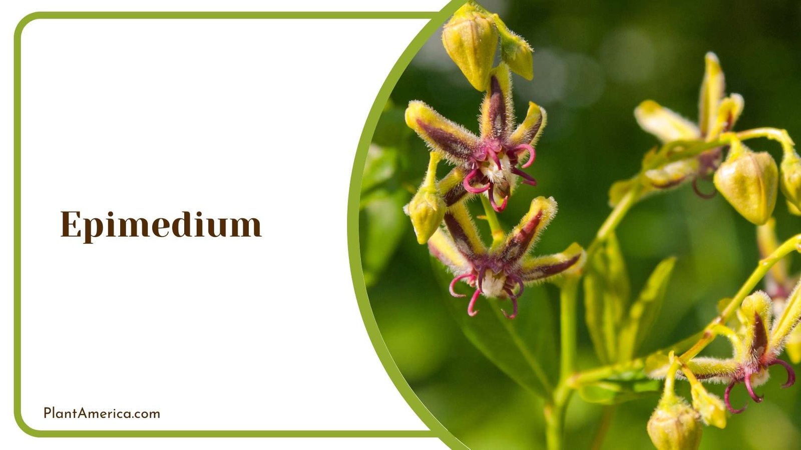 Picture Of A Epimedium Plant America