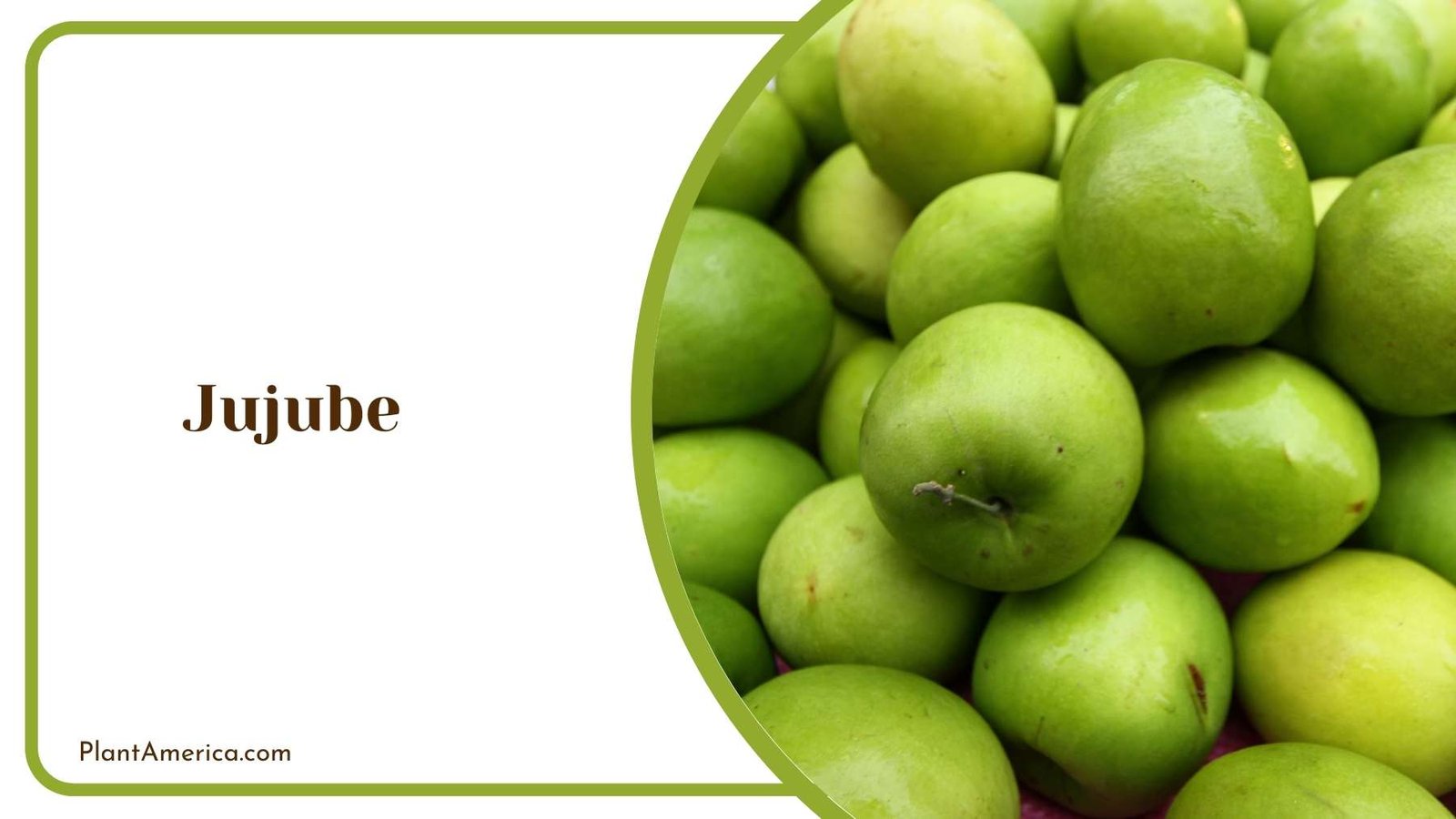 Picture Of A Jujube Plant Plant America