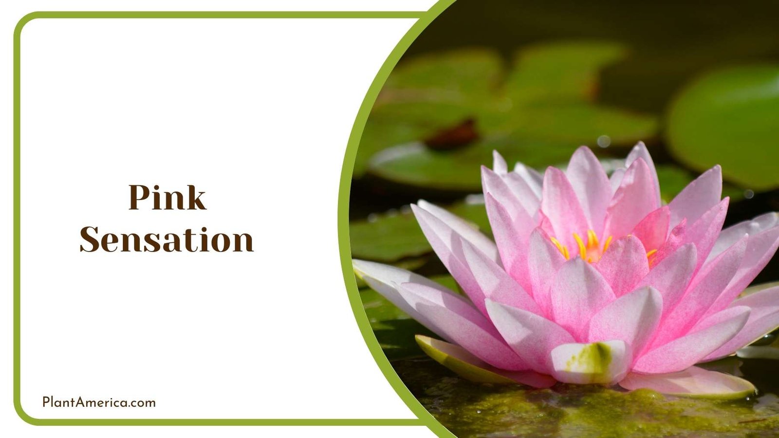 Picture Of A Pink Sensation Plant America