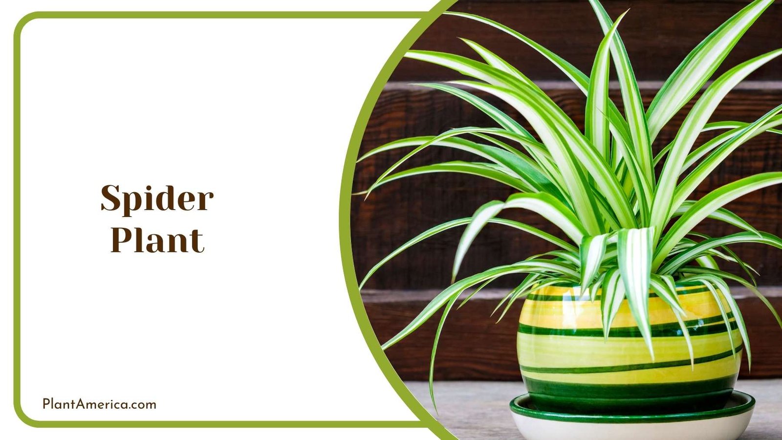 Picture Of A Spider Plant Plant America Picture Of A Spider Plant Plant America