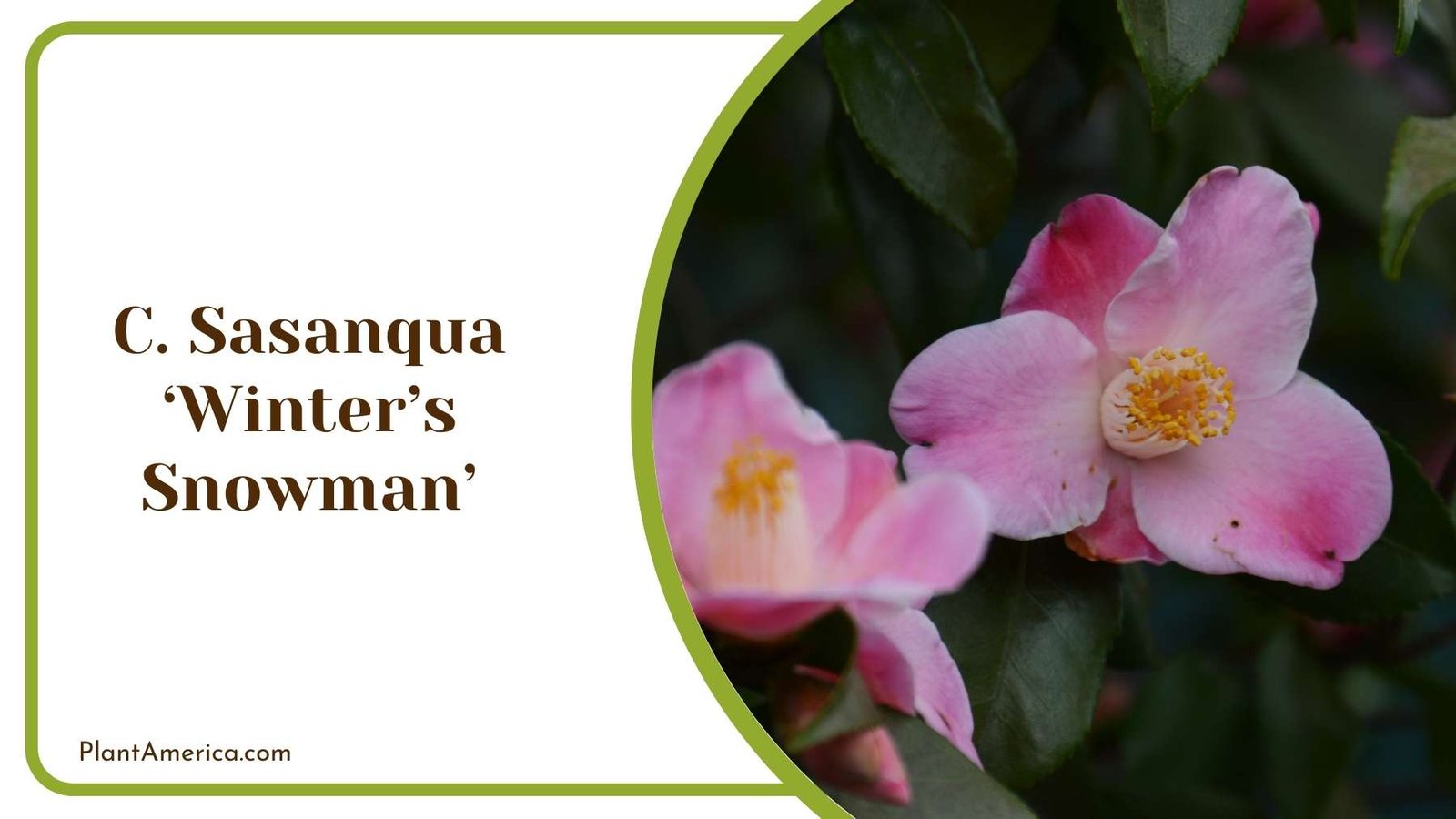 Picture Of C Sasanqua ‘Winters Snowman Plant America Picture Of C Sasanqua ‘Winters Snowman Plant America