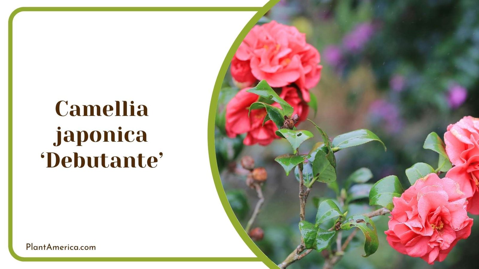 Picture Of Camellia japonica ‘Debutante Plant America