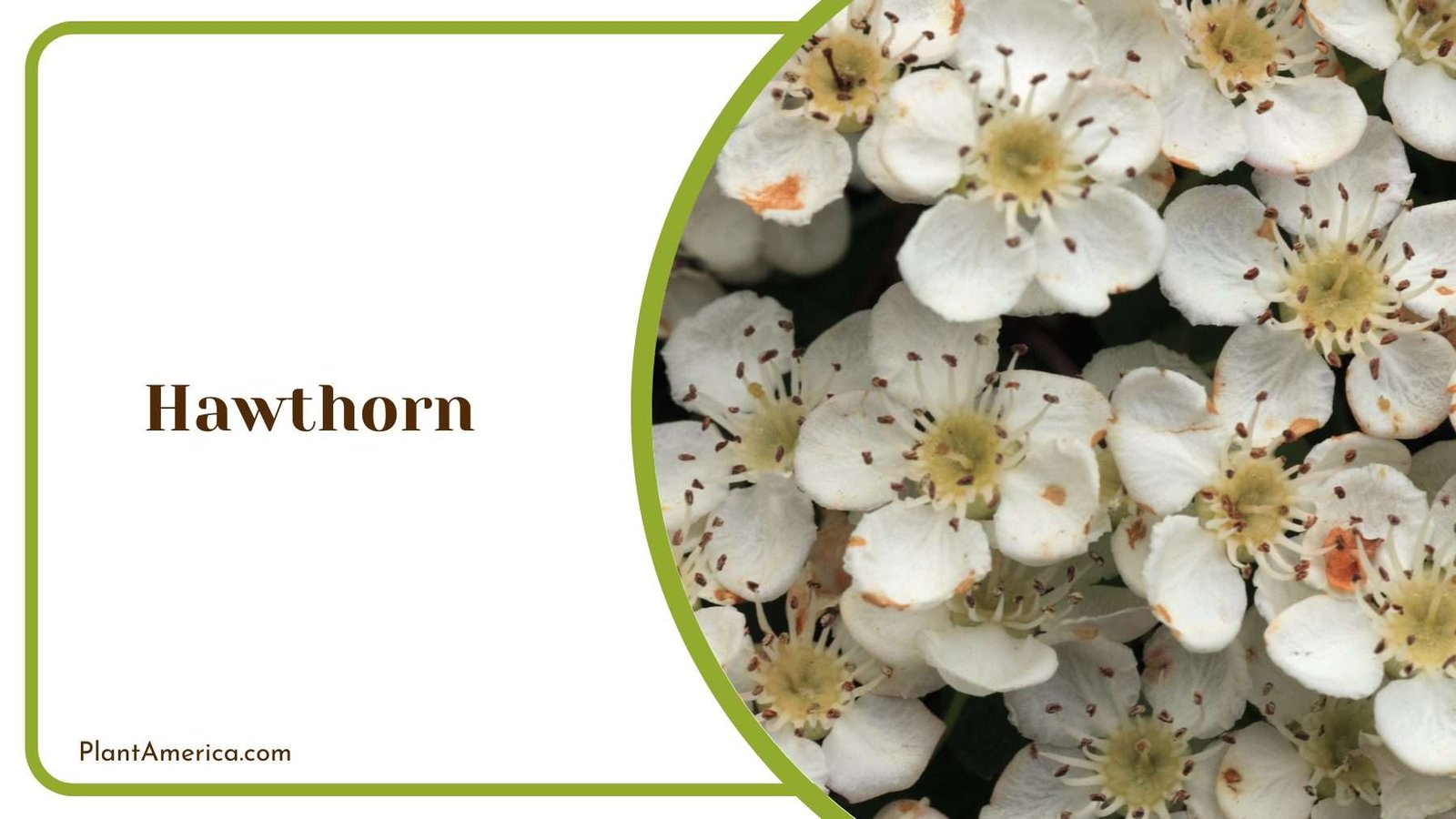 Picture Of Hawthorn Plant America