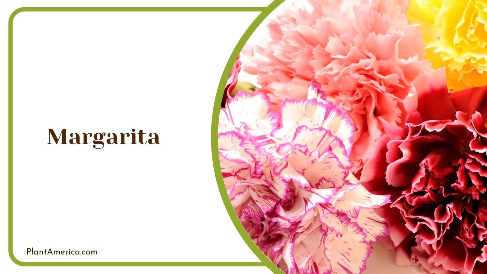 Picture Of Margarita Carnation Plant America