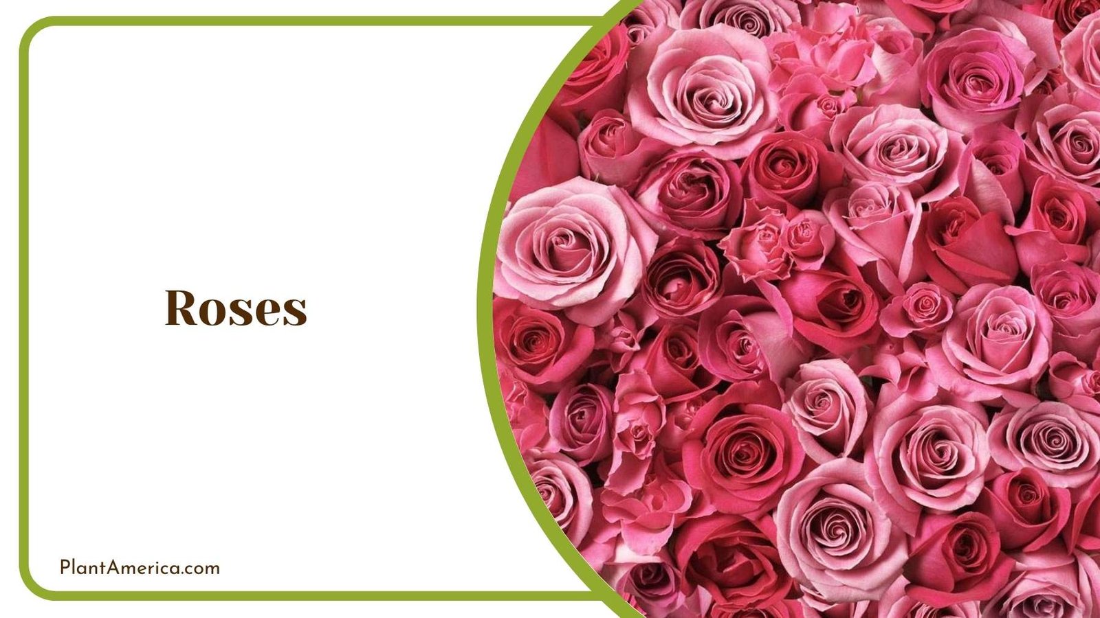 Picture Of Roses Plant America