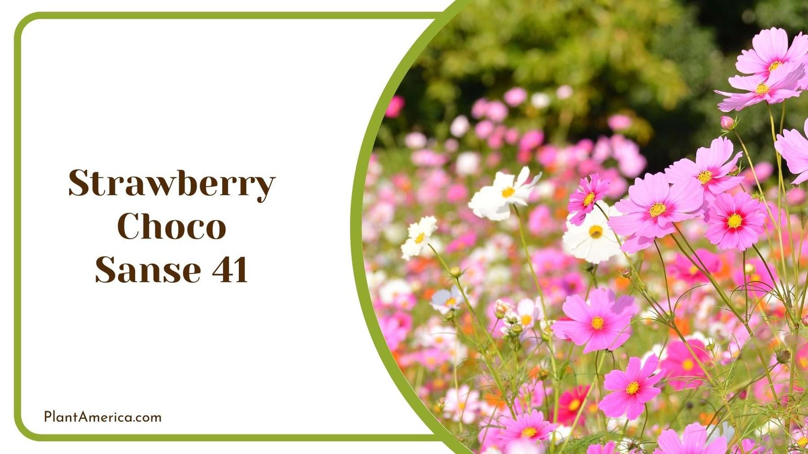 Picture Of Strawberry Choco Sanse 41 Plant America Picture Of Strawberry Choco Sanse 41 Plant America