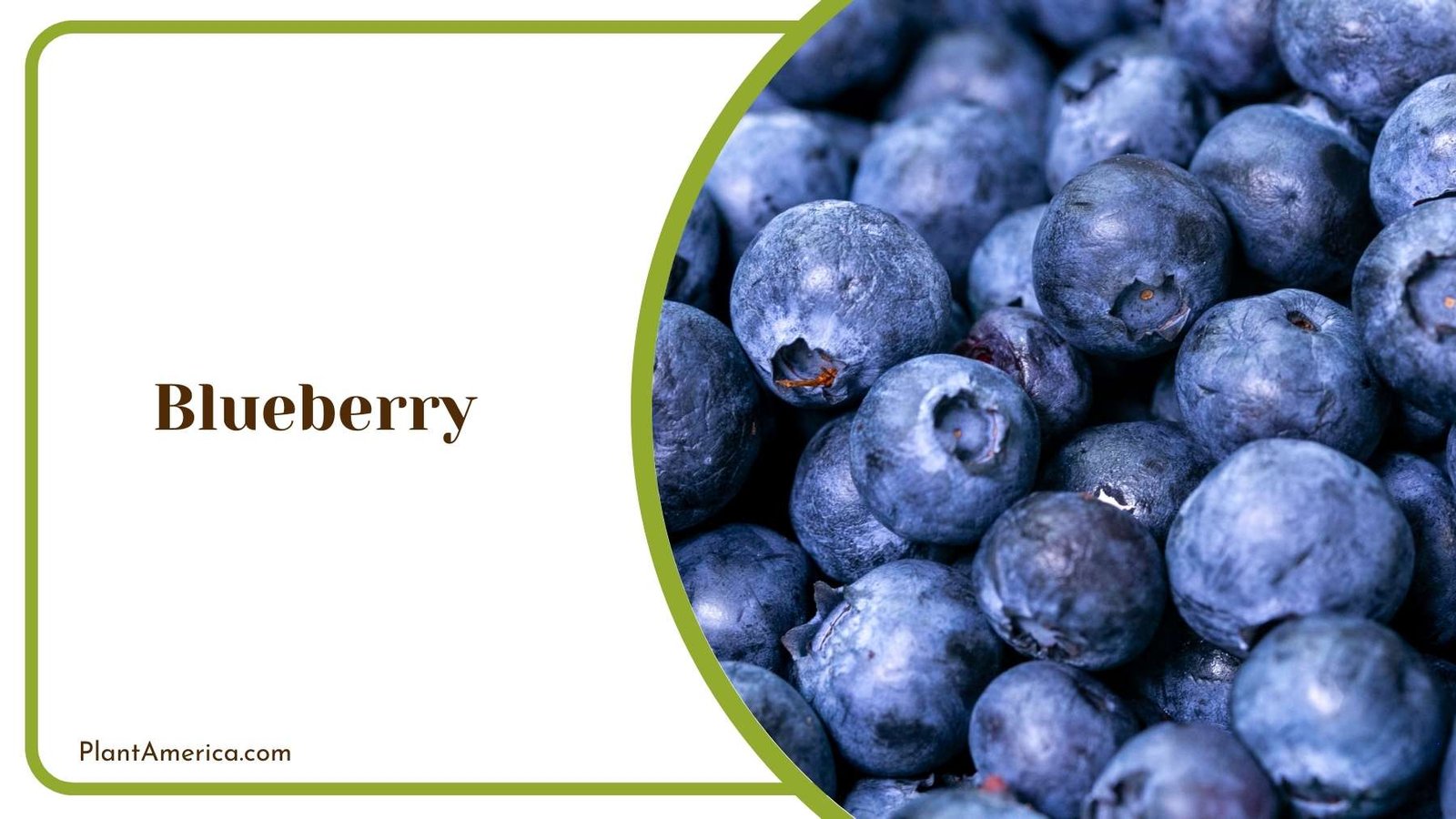 Pieces Of Blueberry Plant America