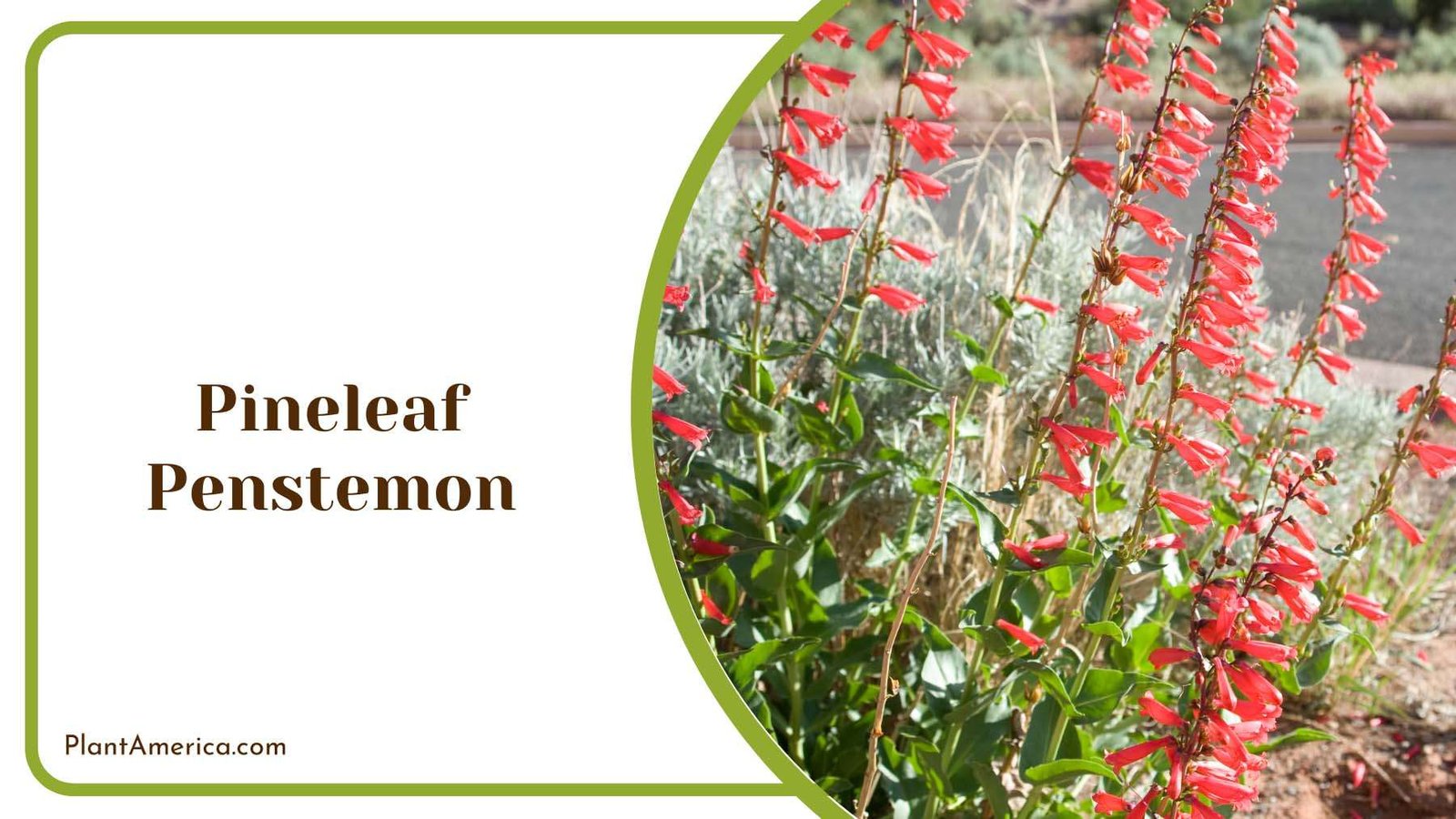 Pineleaf Penstemon Groundcover Plant America