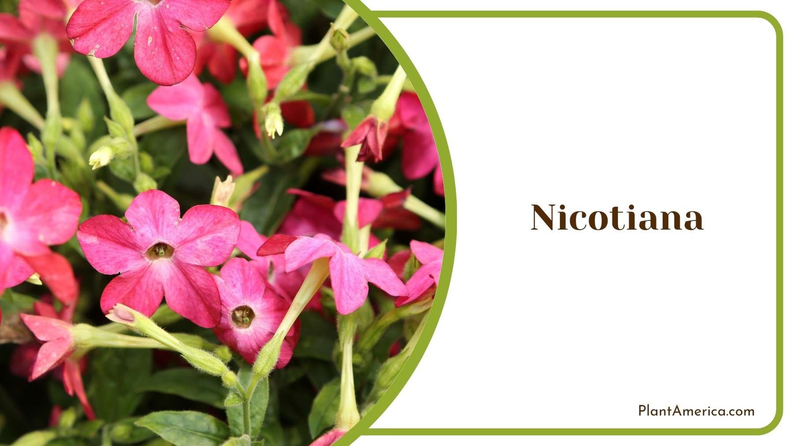 Pink Blooms Of Nicotiana Plant America