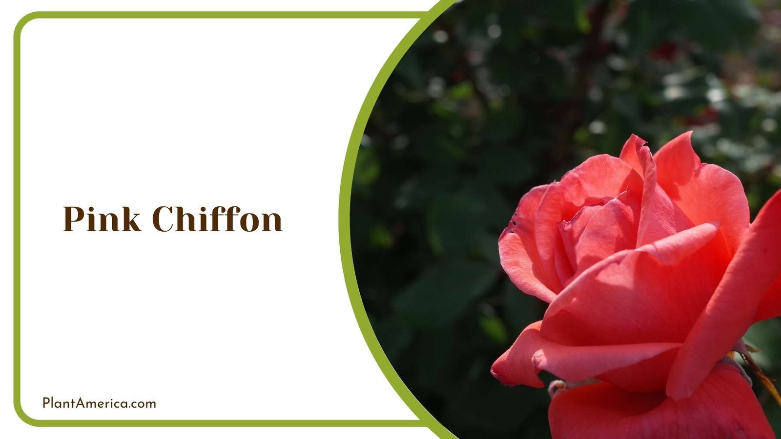 Pink Chiffon Close Up Plant America