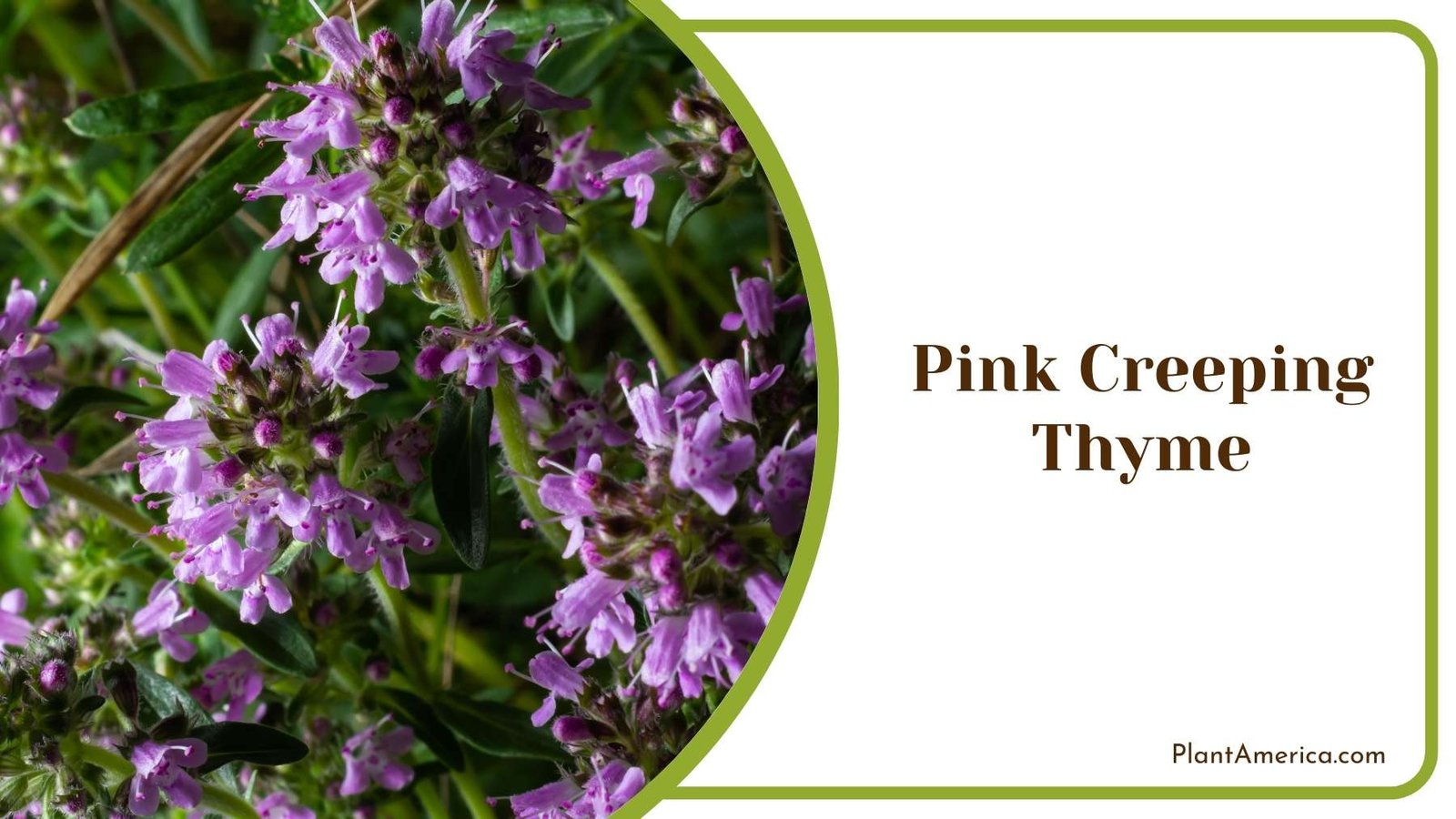 Pink Creeping Thyme Flowers Plant America Pink Creeping Thyme Flowers Plant America