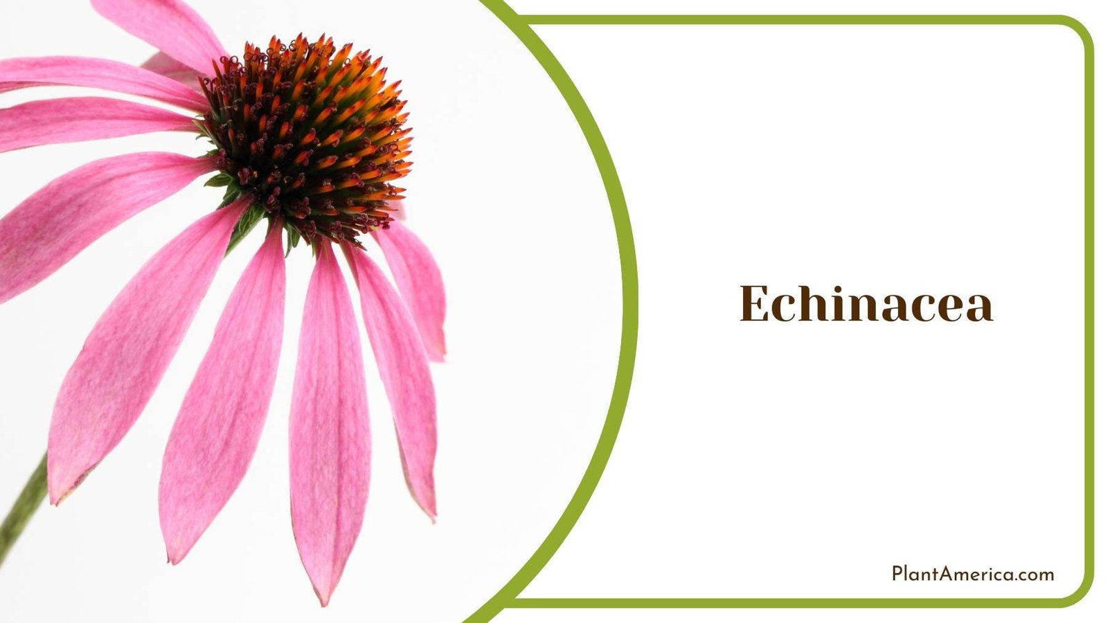 Pink Echinacea On White Background Plant America