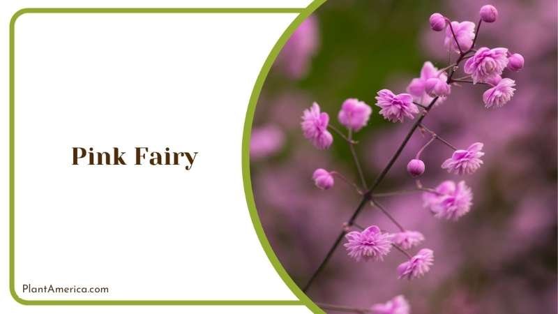Pink Fairy Focused Shot Plant America
