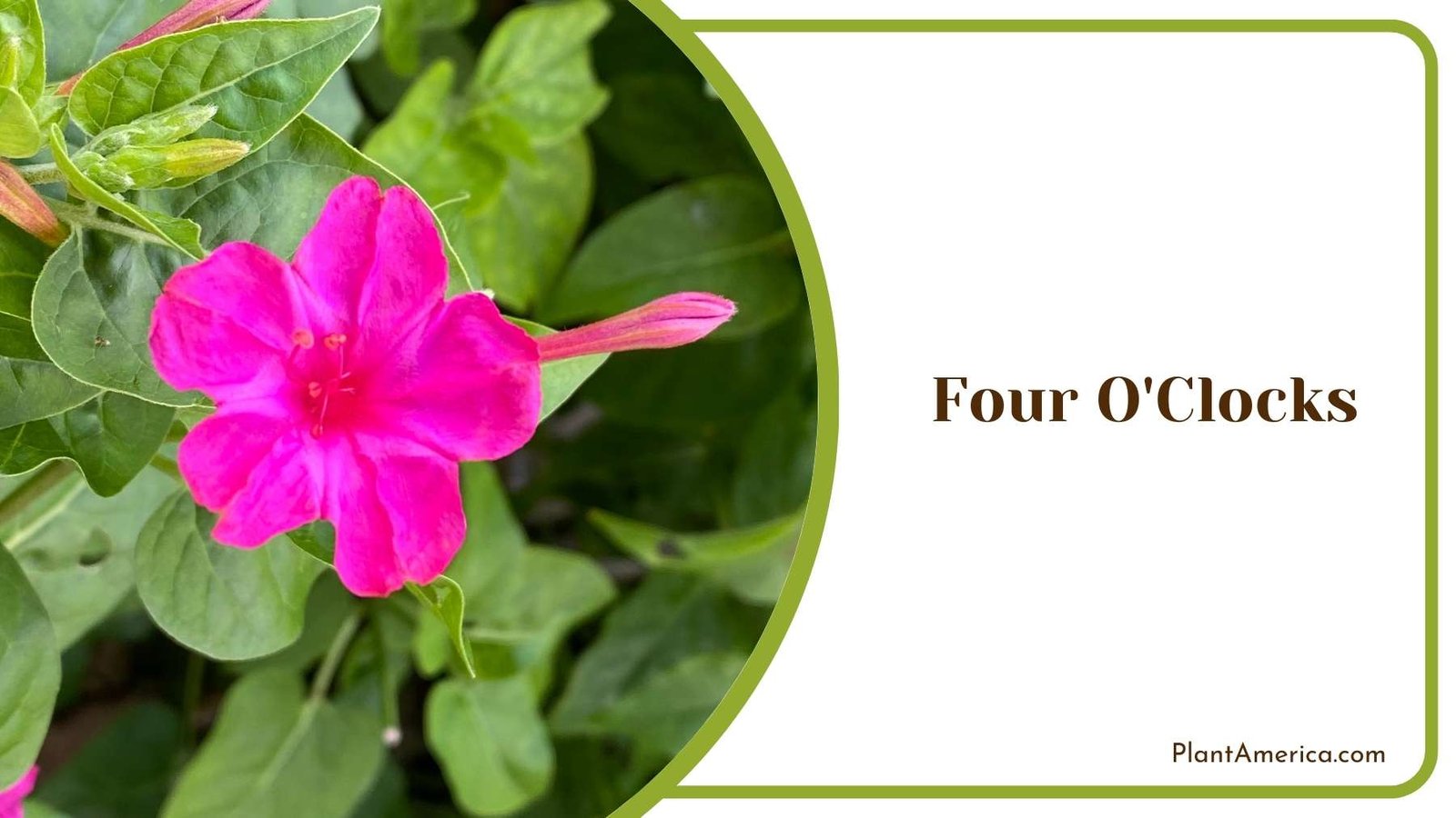 Pink Four O Clocks Flower Plant America Pink Four O Clocks Flower Plant America