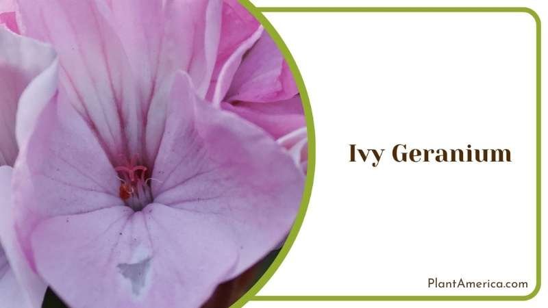 Pink Ivy Geranium Plant America Pink Ivy Geranium Plant America