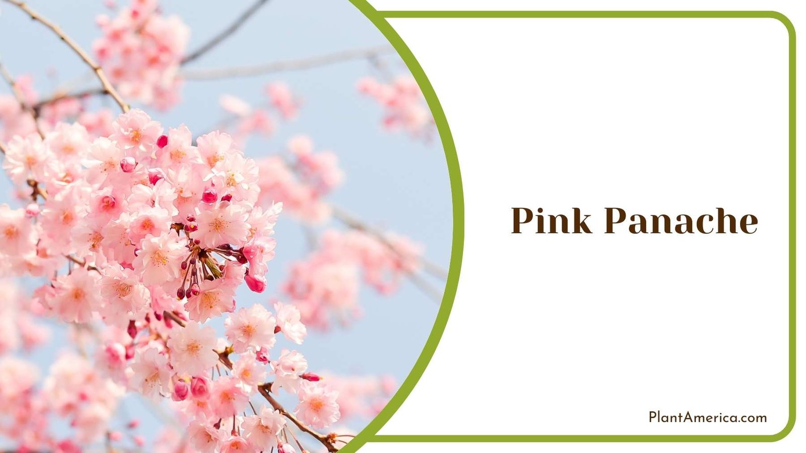 Pink Panache Picture Plant America