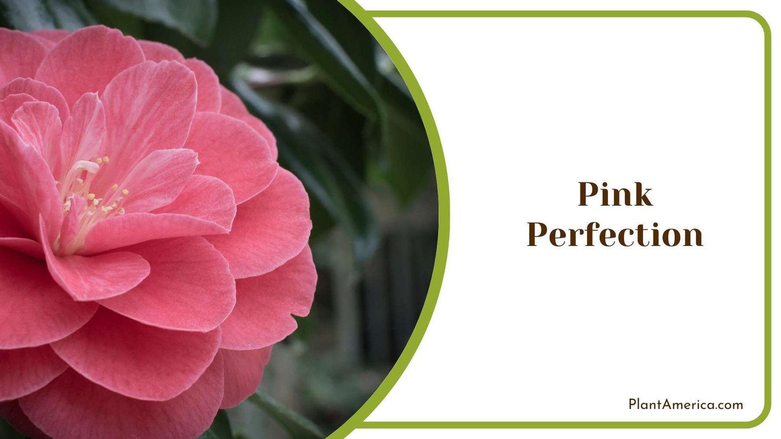 Pink Perfection Plant Plant America
