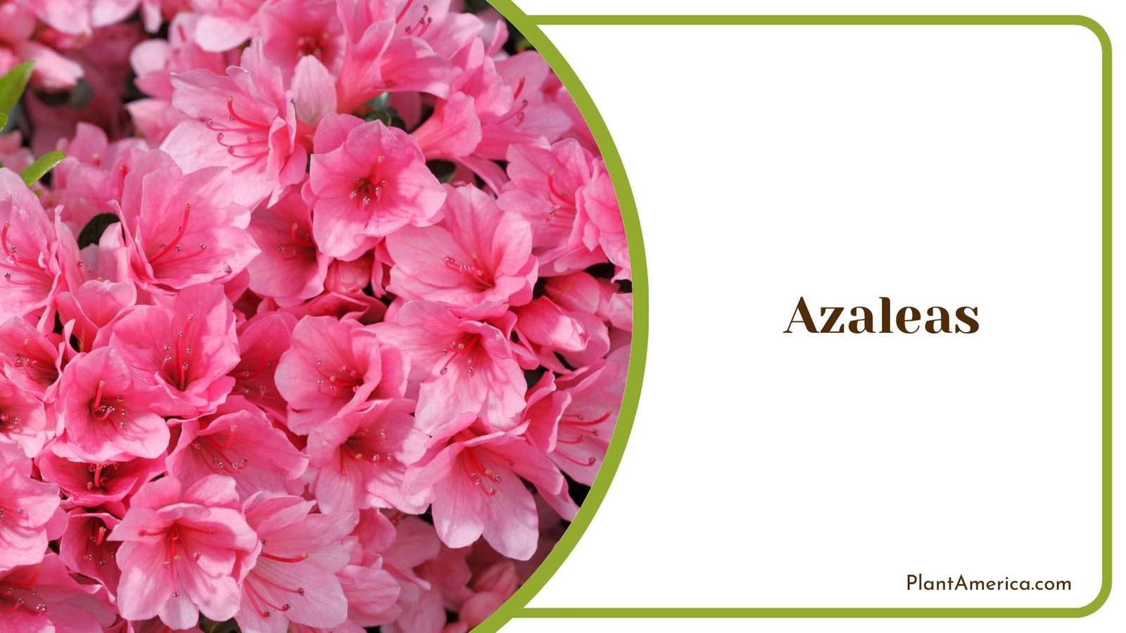 Pink Pretty Azaleas Plant America