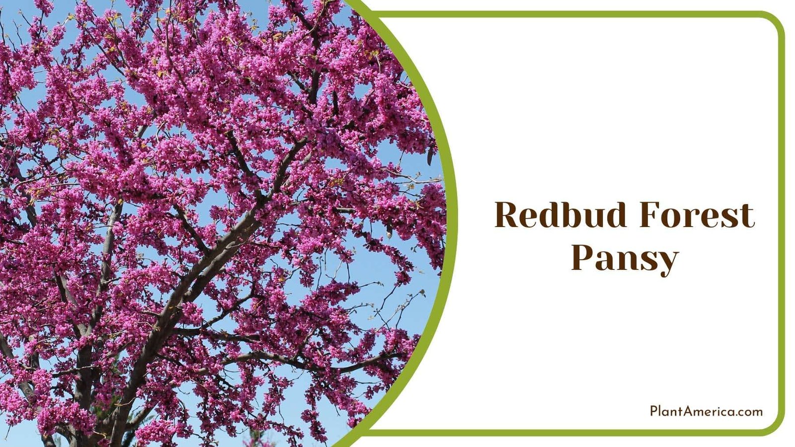 Pink Redbud Forest Pansy Plant America Pink Redbud Forest Pansy Plant America