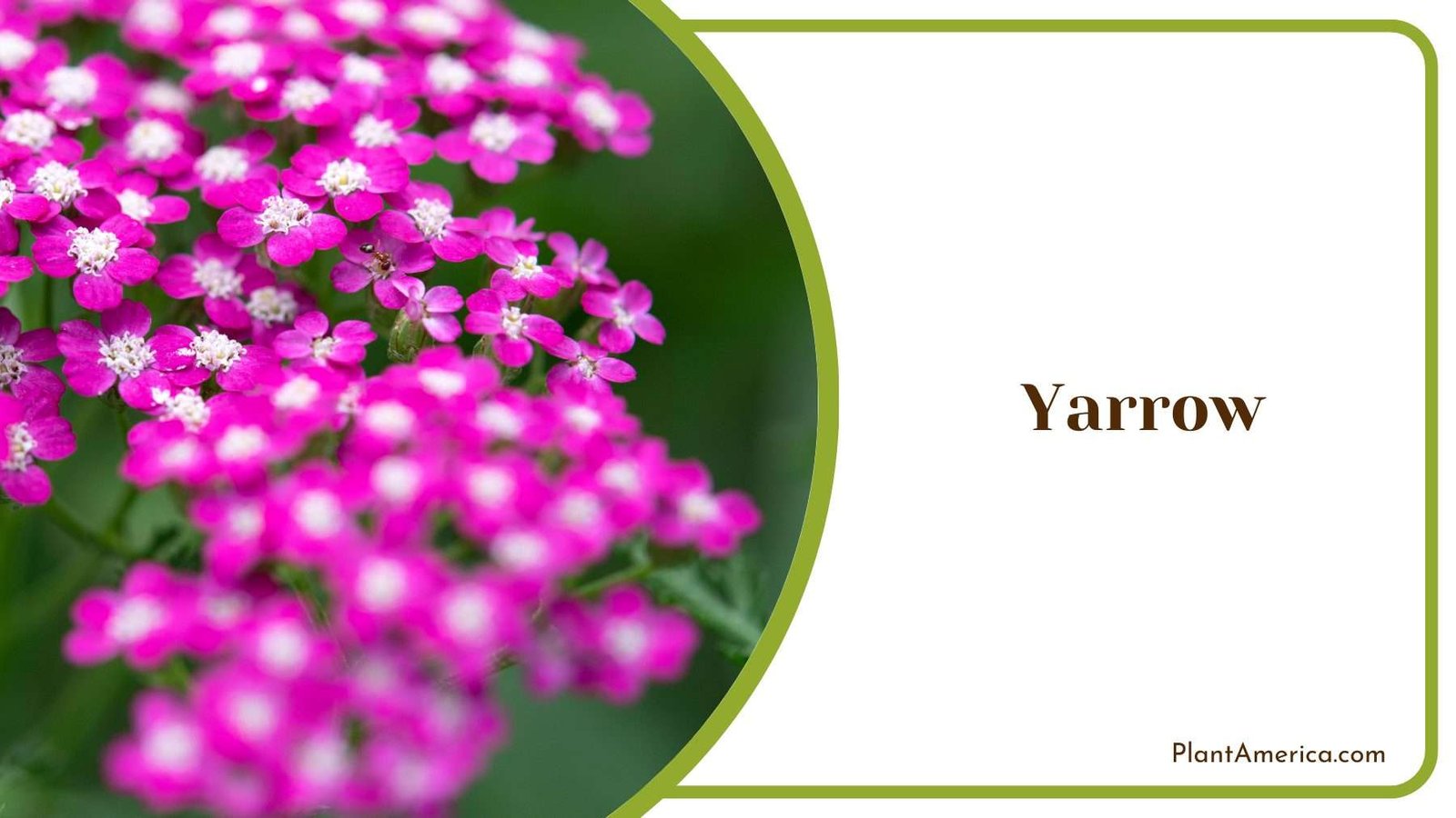 Pink Yarrow Plant America Pink Yarrow Plant America