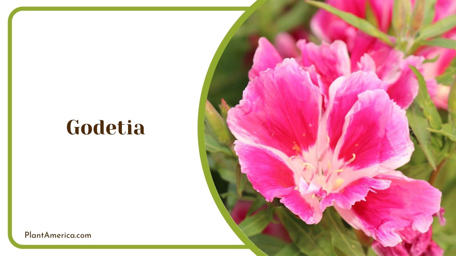Pink and Purple Godetia Plant America Pink and Purple Godetia Plant America