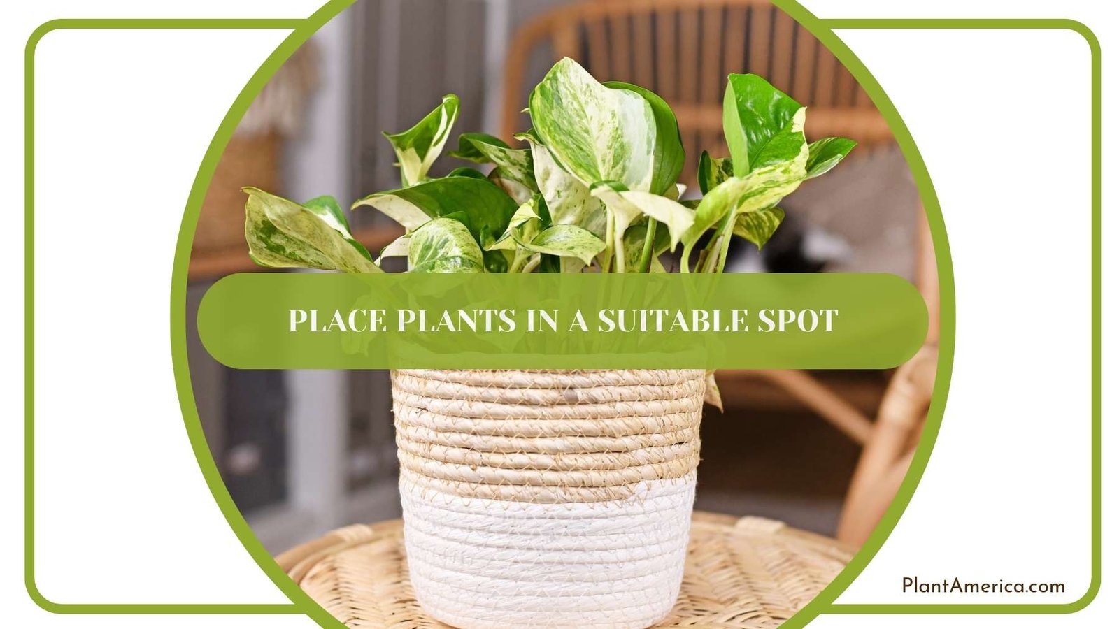 Place Plants in a Suitable Spot Plant America