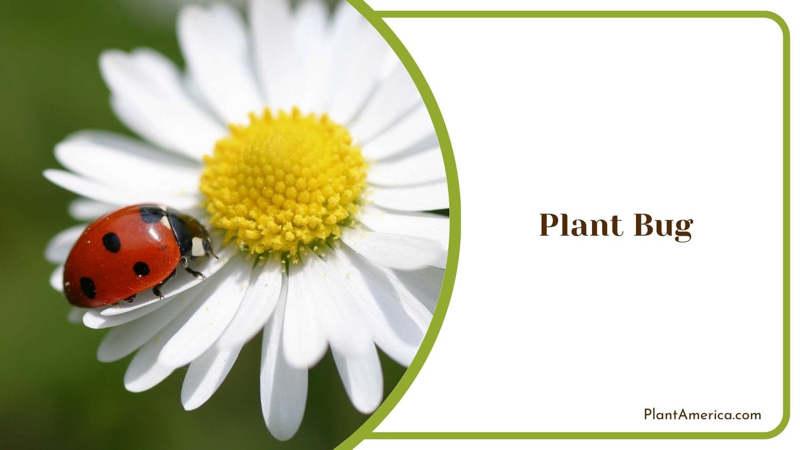 Plant Bug On a White Flower Plant America Plant Bug On a White Flower Plant America