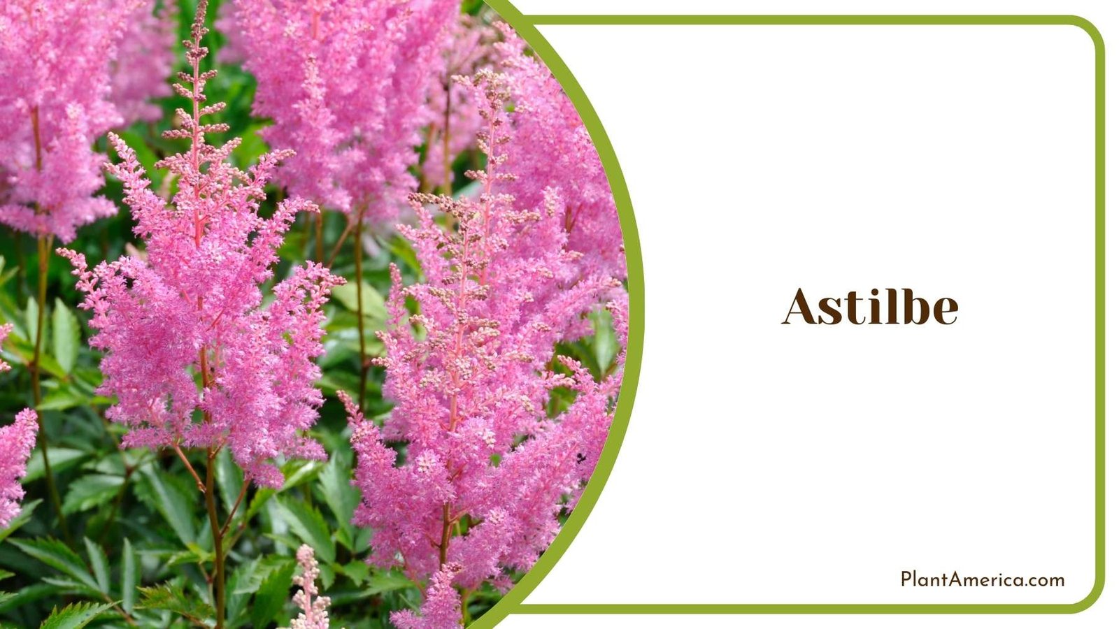 Plant Of Pink Astilbe Plant America