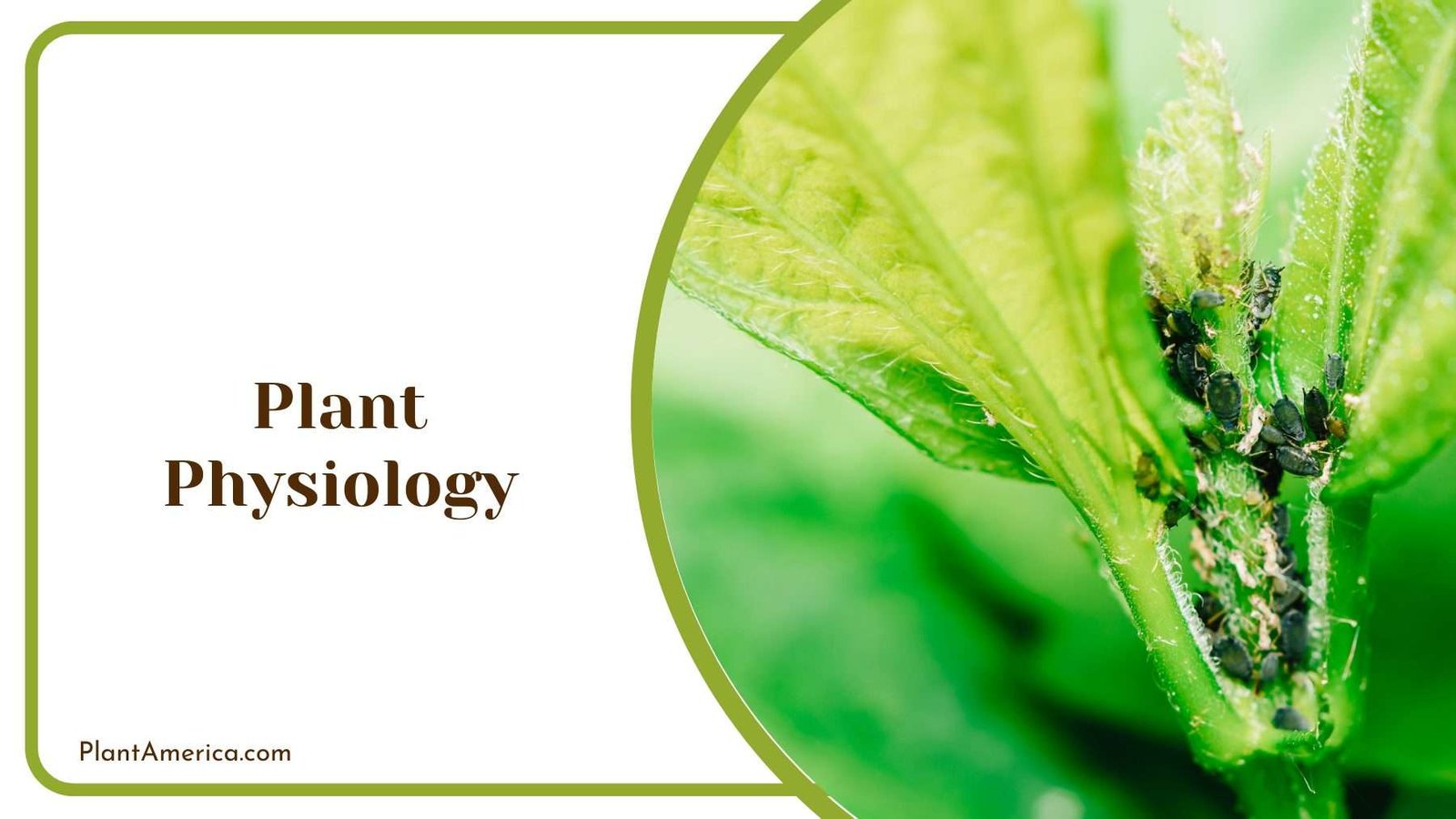 Plant Physiology Plant America
