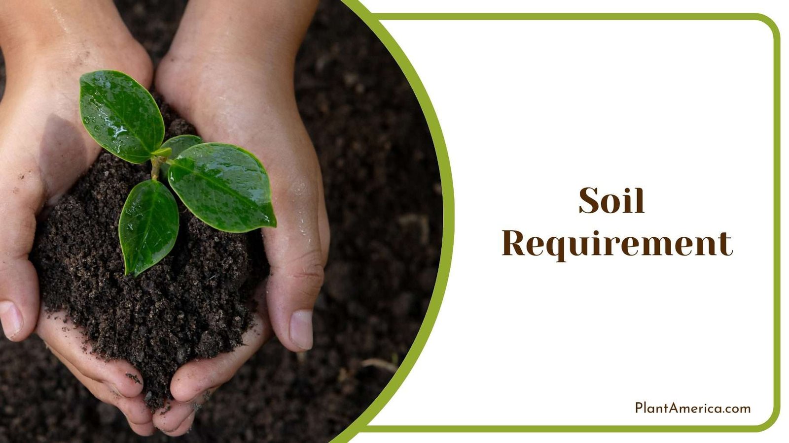 Plant Popping Out Of a Soil In Hand Of a Person Plant America Plant Popping Out Of a Soil In Hand Of a Person Plant America