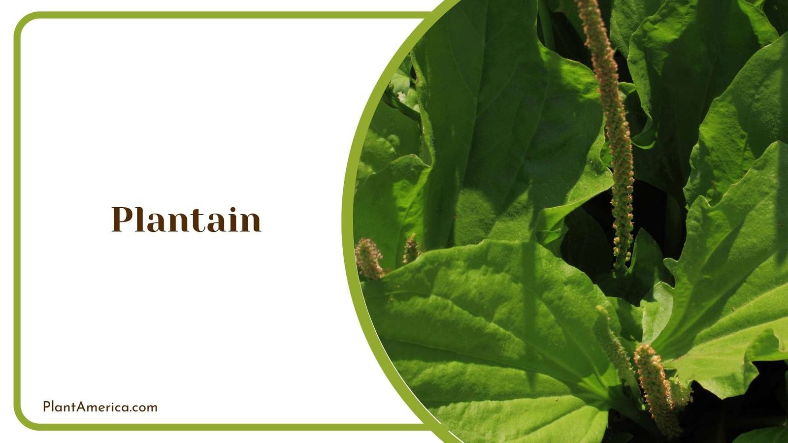 Plantain Leaf Plant America