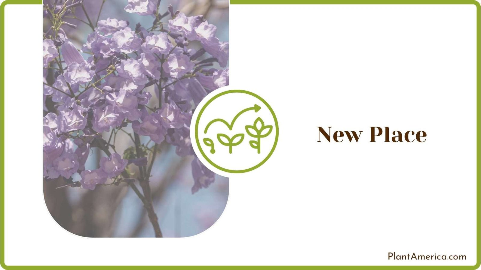 Planting Bush in a New Place