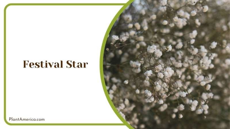 Planting Festival Star in Garden Plant America